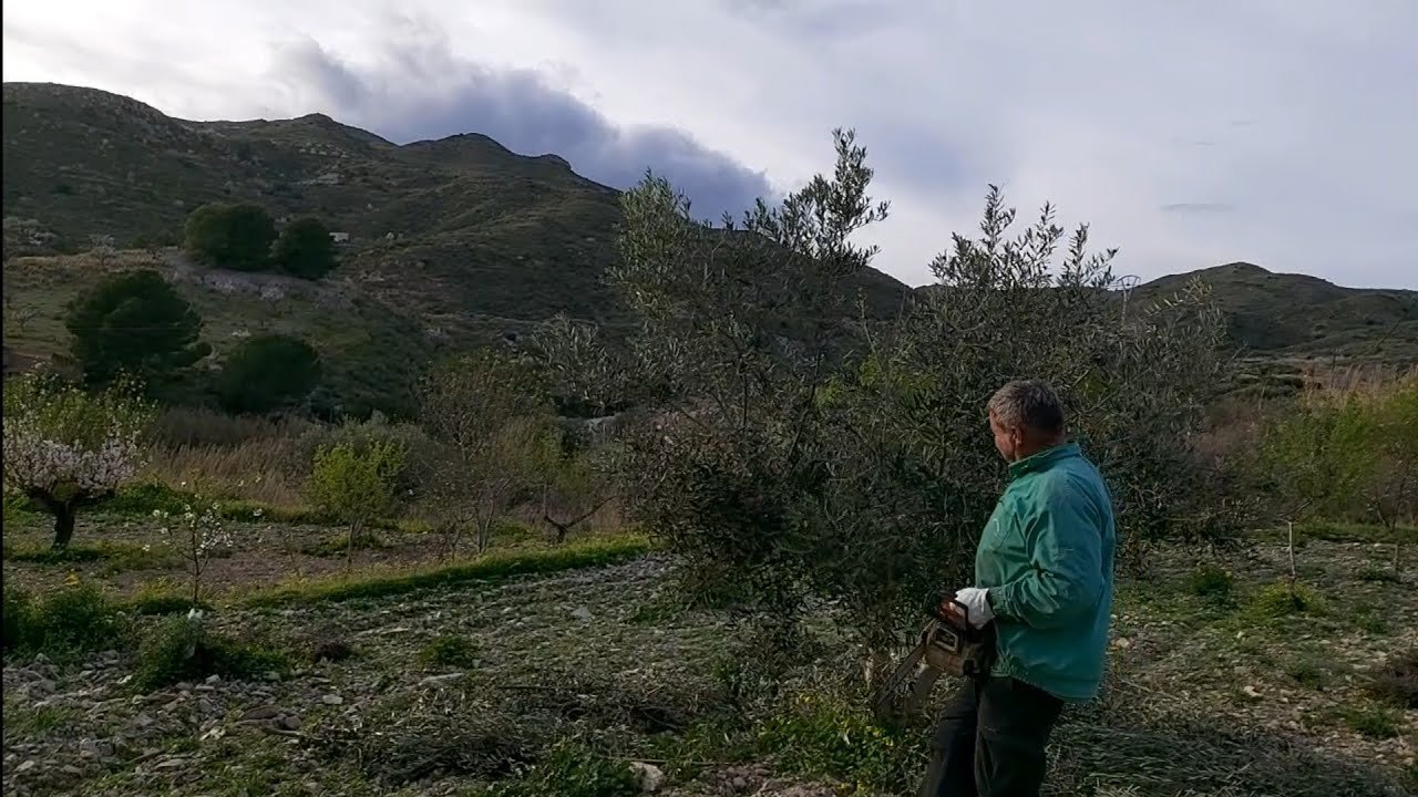 L.M    podando los olivos   🌳🇪🇸💪🌾🌳🪵😊