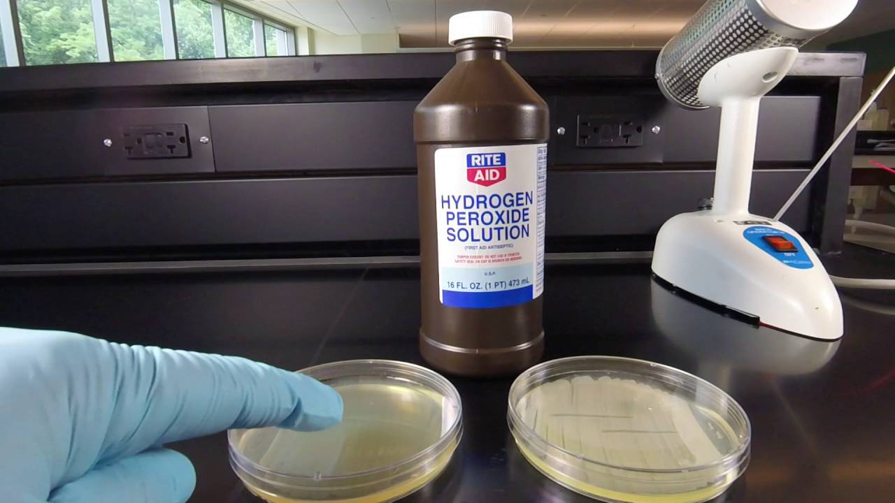 The Catalase Test