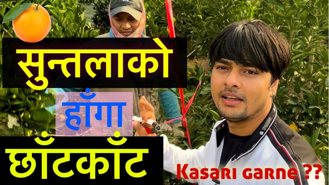 Orange tree pruning and trimming, सुन्तला को हाँगा छाँटकाँट कसरि कहिले गर्ने? orange farming tips