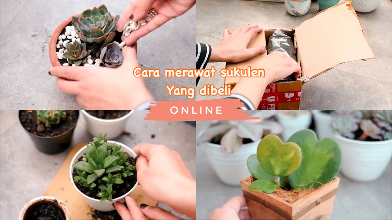 Cara Merawat Sukulen Yang Dibeli Online - Repotting Sukulen