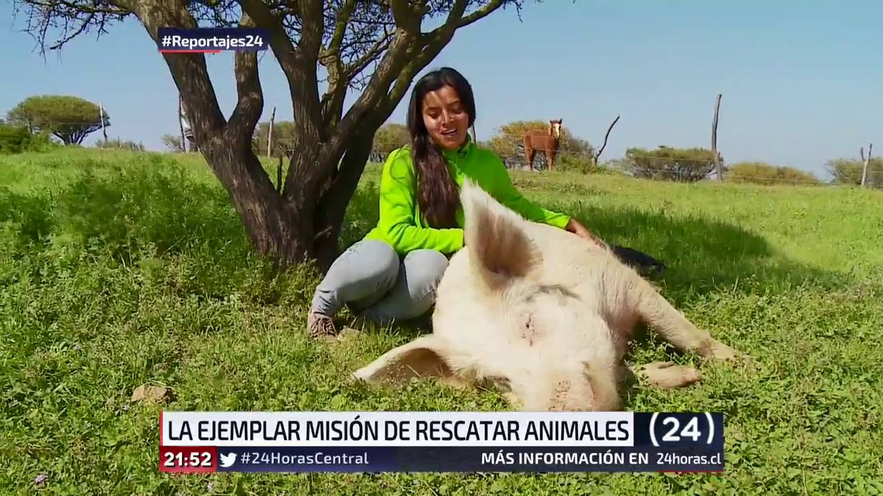 Reportajes 24: La ejemplar misión de rescatar animales | 24 Horas TVN Chile