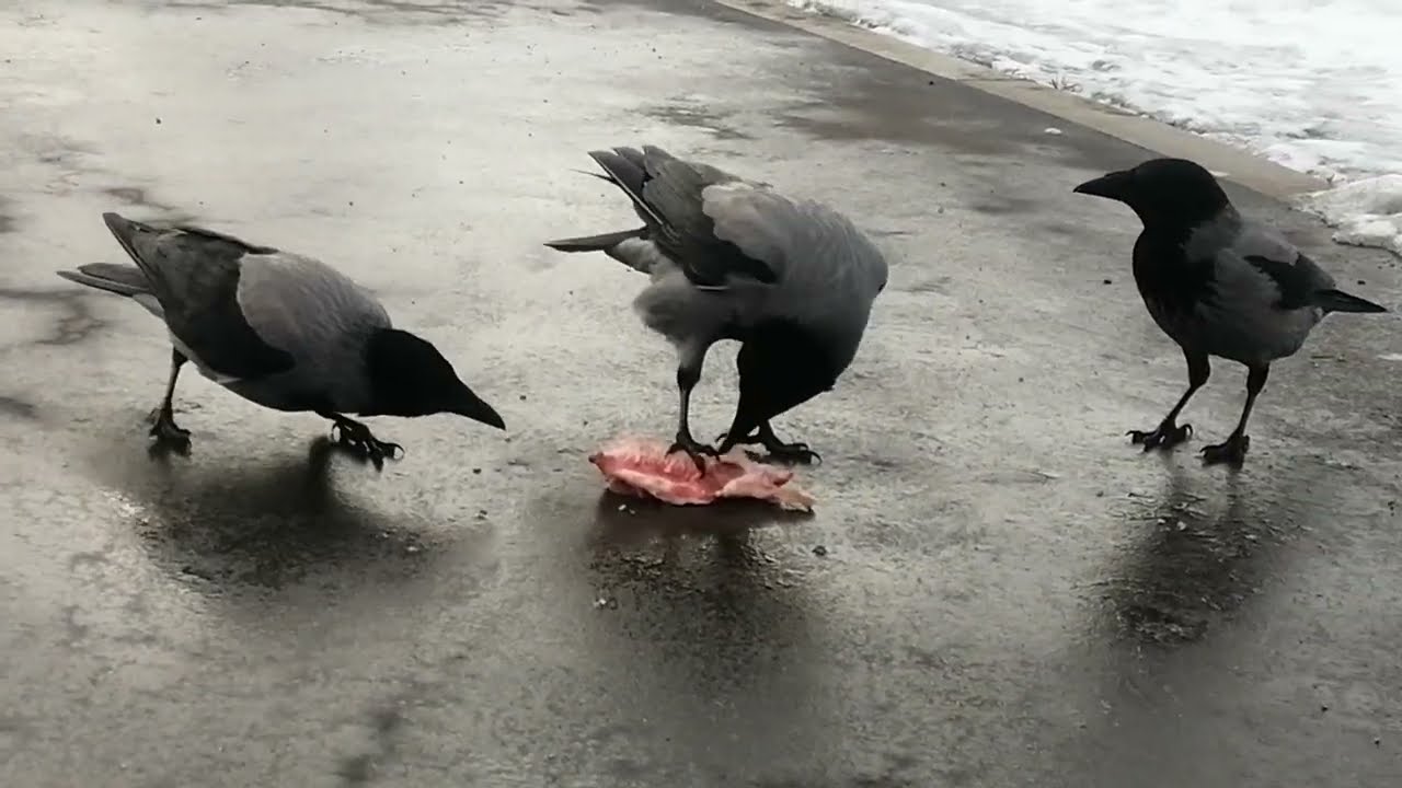 Минц доминирует над молодыми воронами / Minz dominate on Young crows. Rescued baby 