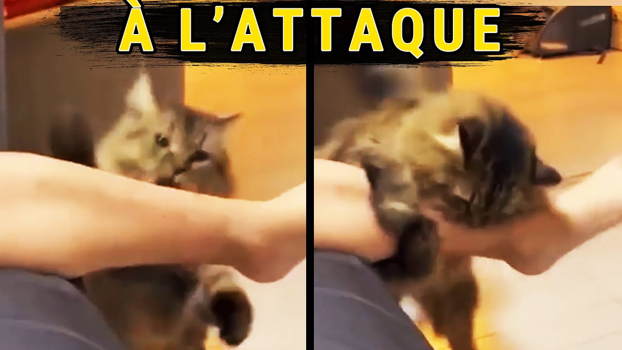 Quand les Animaux Pètent des Câbles
