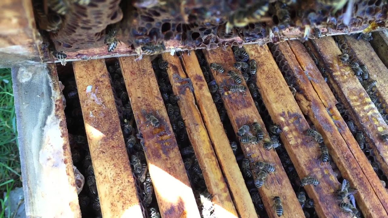Treatment free bees