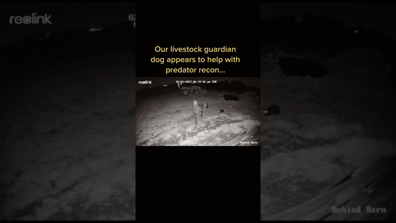 Our livestock guardian dog and farm cat work together and this is a prime example