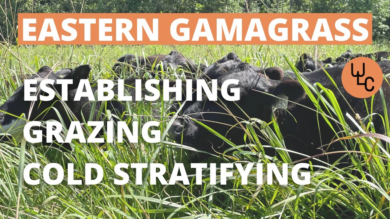 Eastern Gamagrass Grazing, Establishing, and Cold Stratifying