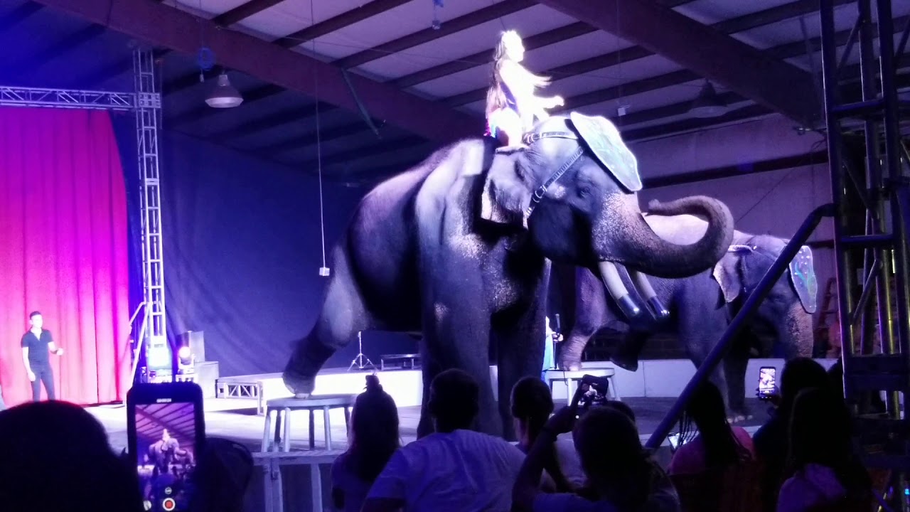 Carden Elephants Betty & Bo With Garden Brothers Circus at Xenia, Ohio, 10/02/2019.