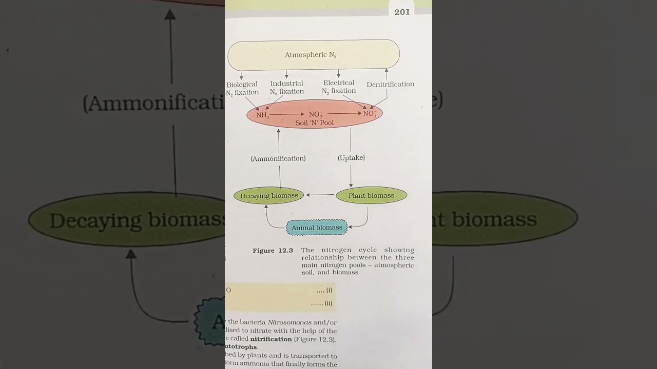 Nitrogen Fixation 