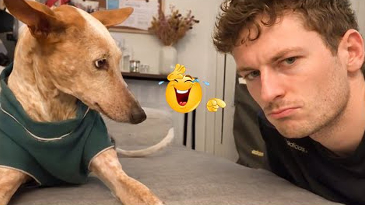 HILARIOUS DOGS That Will Make Your Day 😂🐕 Funny Dogs Fails 2026 #57