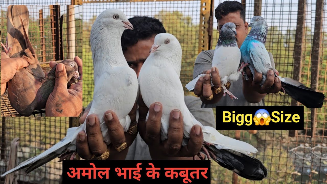 Amol Bhai Ke Lall Surkhe, Bigg Size😱Ke Khawre Purani Nasal Ke🤔Lall Bajre, Saharanpuri Kabootar.