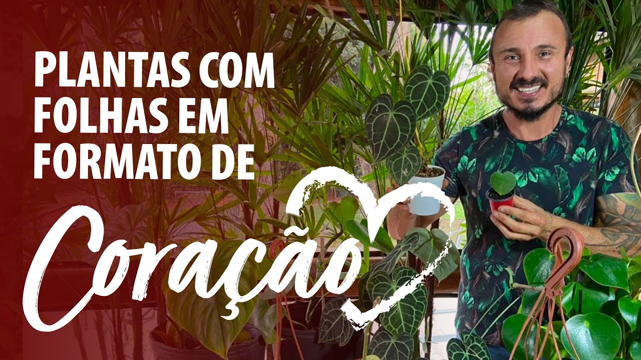 Conheça plantas com FOLHAS em formato de CORAÇÃO