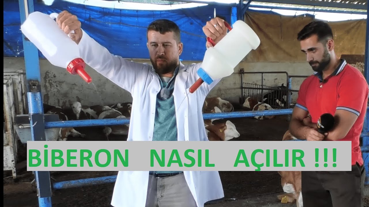 DOĞAN BUZAĞIYI NASIL YAŞATIRIZ ! (Doğumdan Sonraki Üç Altın Kural)