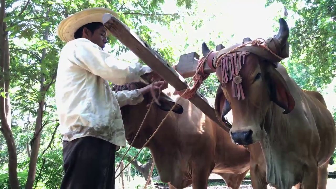 ¿Cómo enyugar una yunta de bueyes de raza?