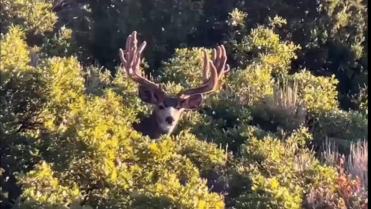 240&rdquo; General Giant 2025 (4K фильм об охоте)