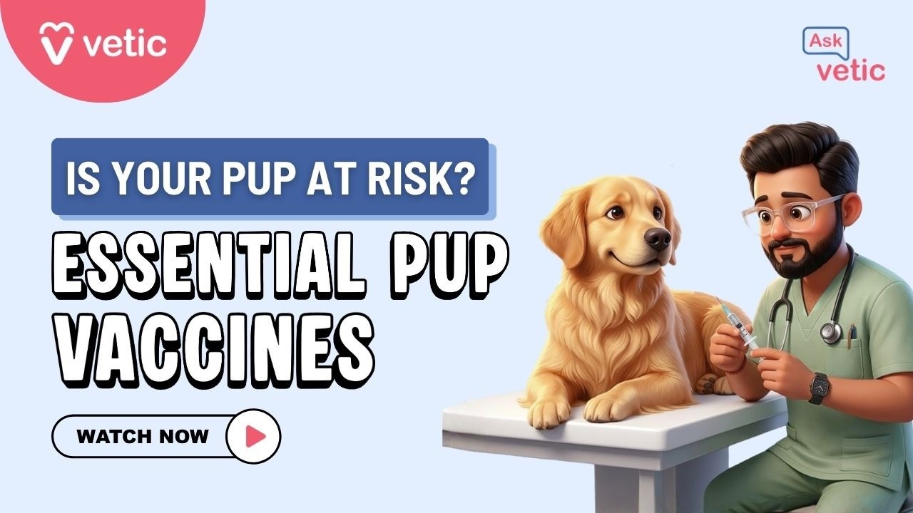 Complete Puppy Vaccine Guide | Vet-Approved Puppy Vaccines