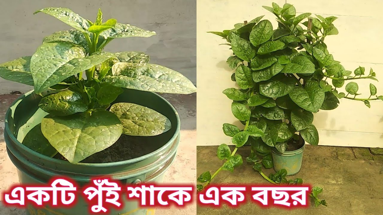 পুঁই শাক চাষ। একটা পুঁই শাক চাষ করে সারা বছর ডাটা খান।how to grow Malabar spinach!