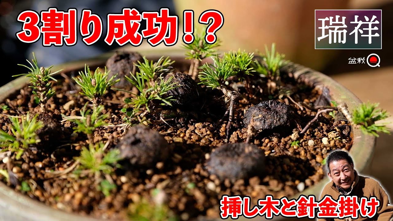 【五葉松】瑞祥の挿し木結果と針金掛け、冬の挿し木⁉【盆栽Q】