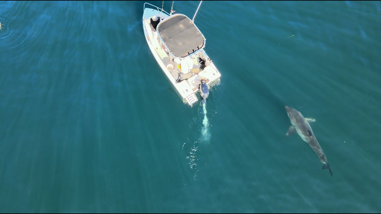 Great White Eating a Dead Whale (Crab Catch & Cook)