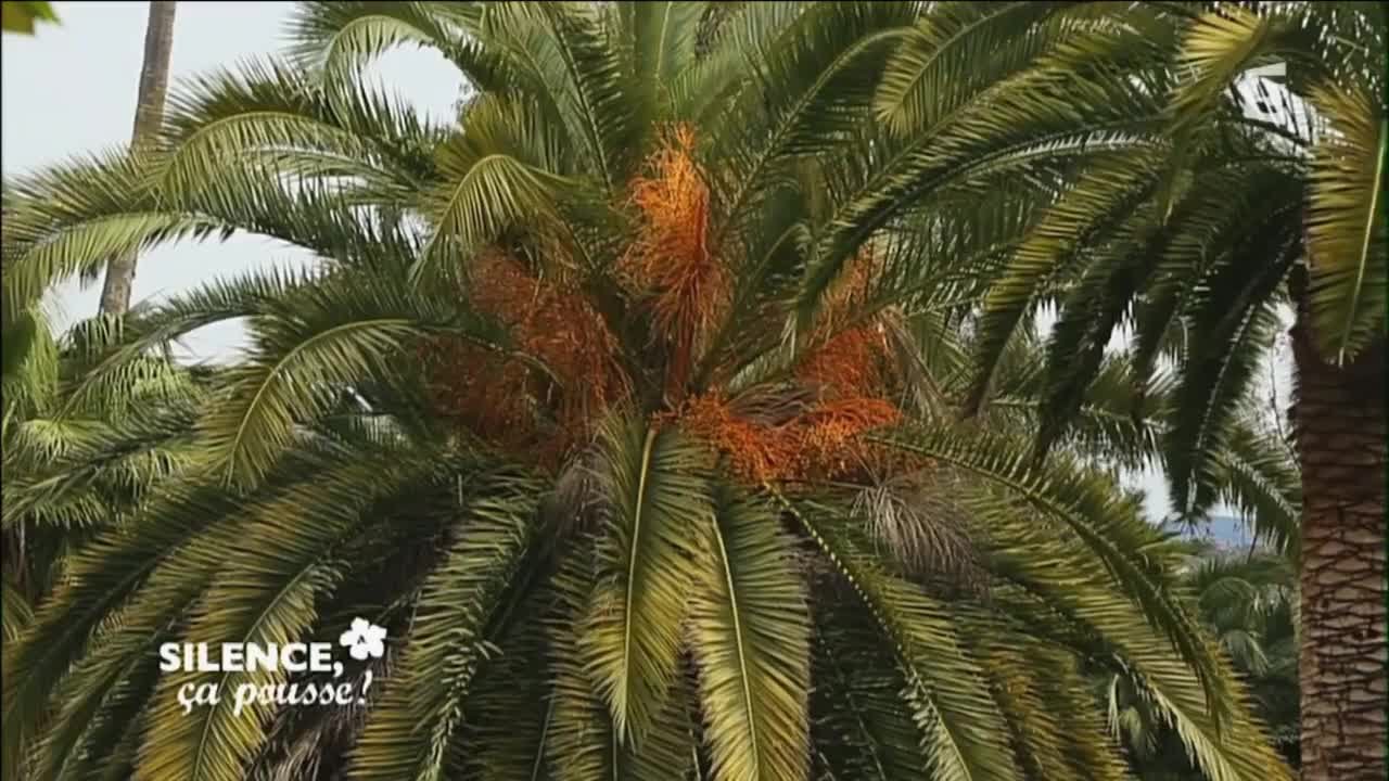 Visite du jardin de la villa Hanbury - Silence, ça pousse !