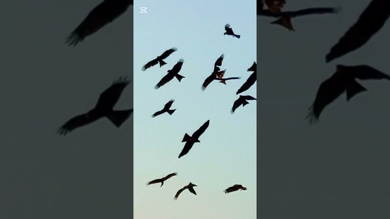 EAGLE🦅 #ytshort#youtubeshort