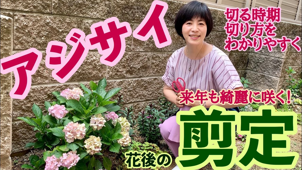 アジサイ(紫陽花) の剪定方法　花後のお手入れ　育て方　グリーンオフィスベルデ  関西弁美人親子のガーデニング教室　このやり方で切り、来年も綺麗に咲かせて下さいね