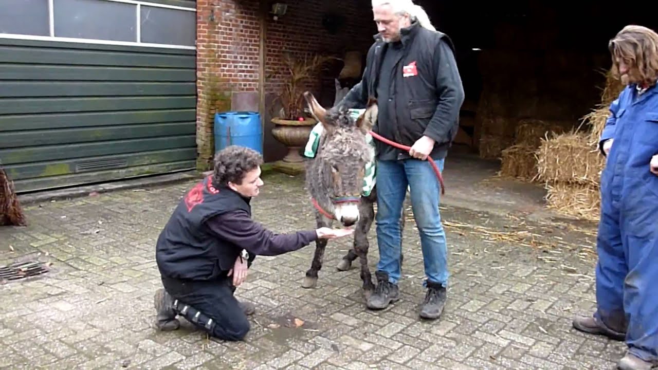 Stichting de Ezelshoeve: Verwaarloosde Elias komt aan op de ezelshoeve