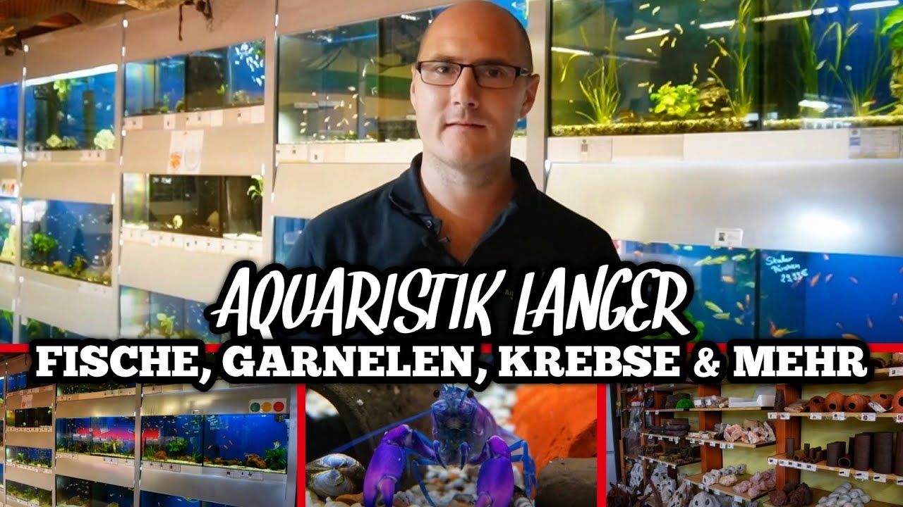 Fische, Garnelen, Krebse & mehr! | Zu Besuch bei Aquaristik Langer