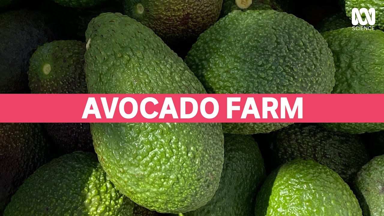 Stem cell science is saving avocado on toast | Catalyst