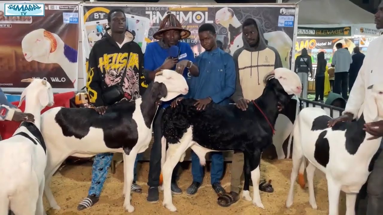 6 TROPHEES DE LA BERGERIE TIM TIMOL A LA FOIRE RAMADAN