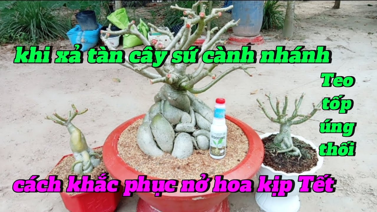 khi xả tàn cây sứ cành nhánh Teo tôp úng thối cách khắc phục nở hoa kịp Tết