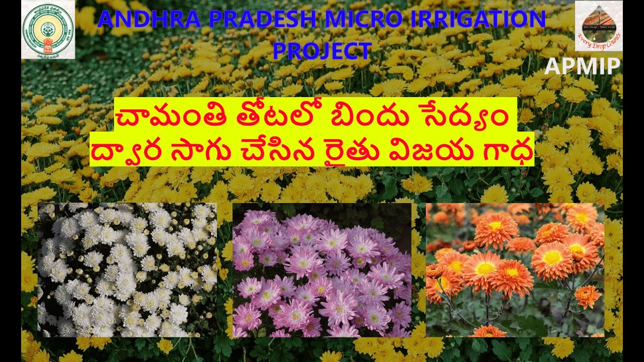 చామంతి తోటలో బిందు సేద్యం ద్వార సాగు చేసిన రైతు విజయ గాధ