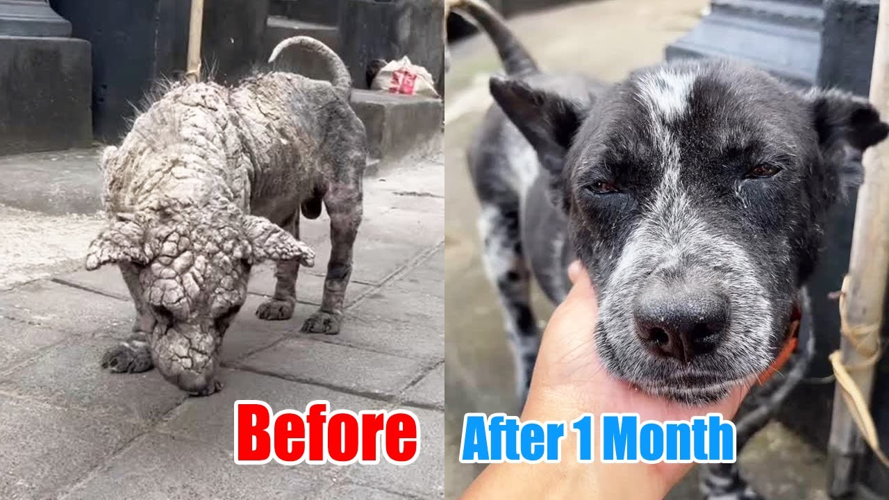 He Was a Stray Dog Covered in Mange But One Month Later He Made an Incredible Recovery