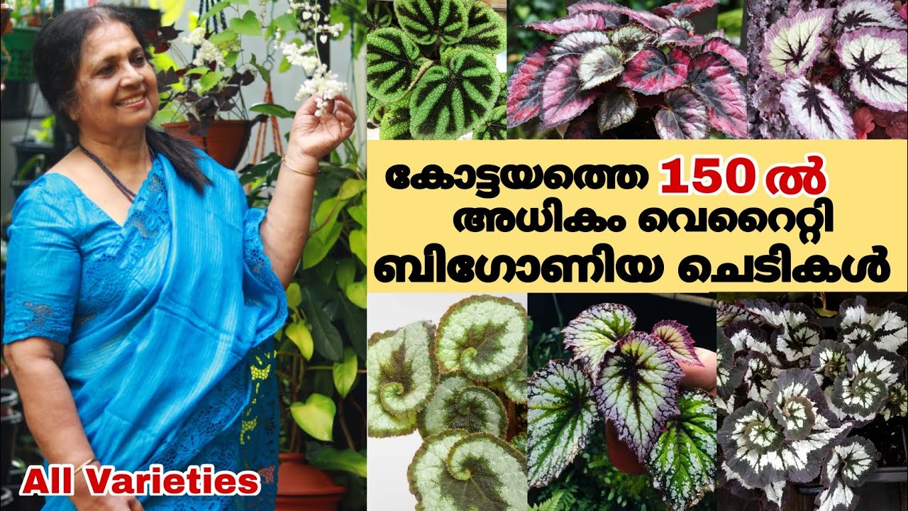 150ൽ അധികം ബിഗോണിയ കളക്ഷനുള്ള കോട്ടയത്തെ ചെടി വീട് || Begonia Collection || Farm Stories