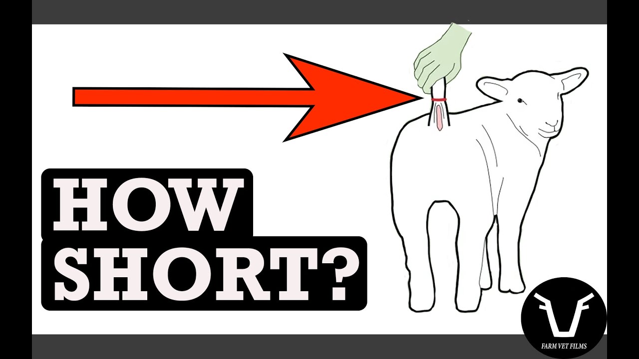DOCKING LAMB TAILS - How short is TOO SHORT? | TECHNICAL #76
