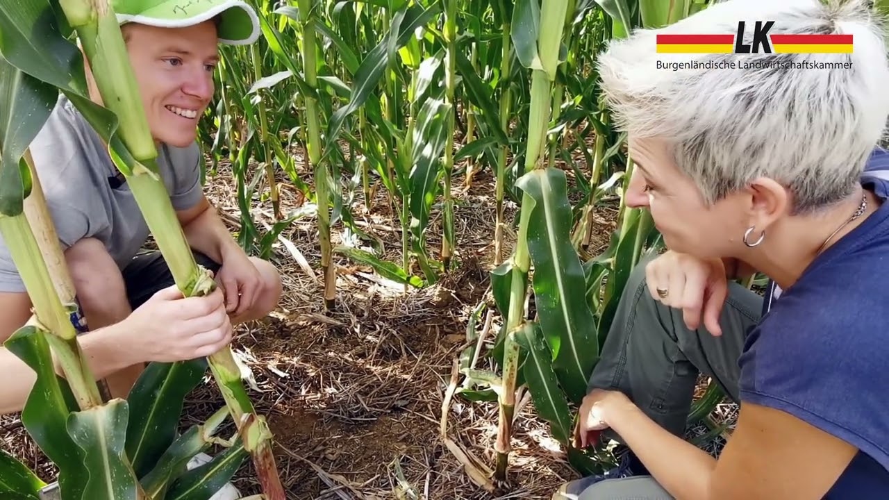 Zukunft der Landwirtschaft - Wasser- und bodenschonende Bewirtschaftung von Mais