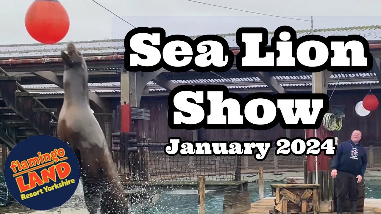 FULL SHOW! Sea Lion Show - Flamingo Land Resort (January 2024)