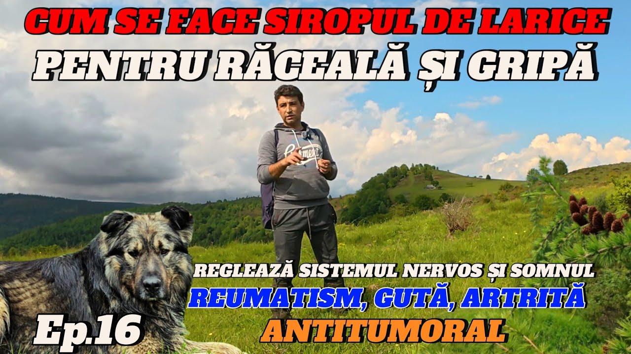 Cum se face Siropul de Larice cu Miere de Albine  Ep 16