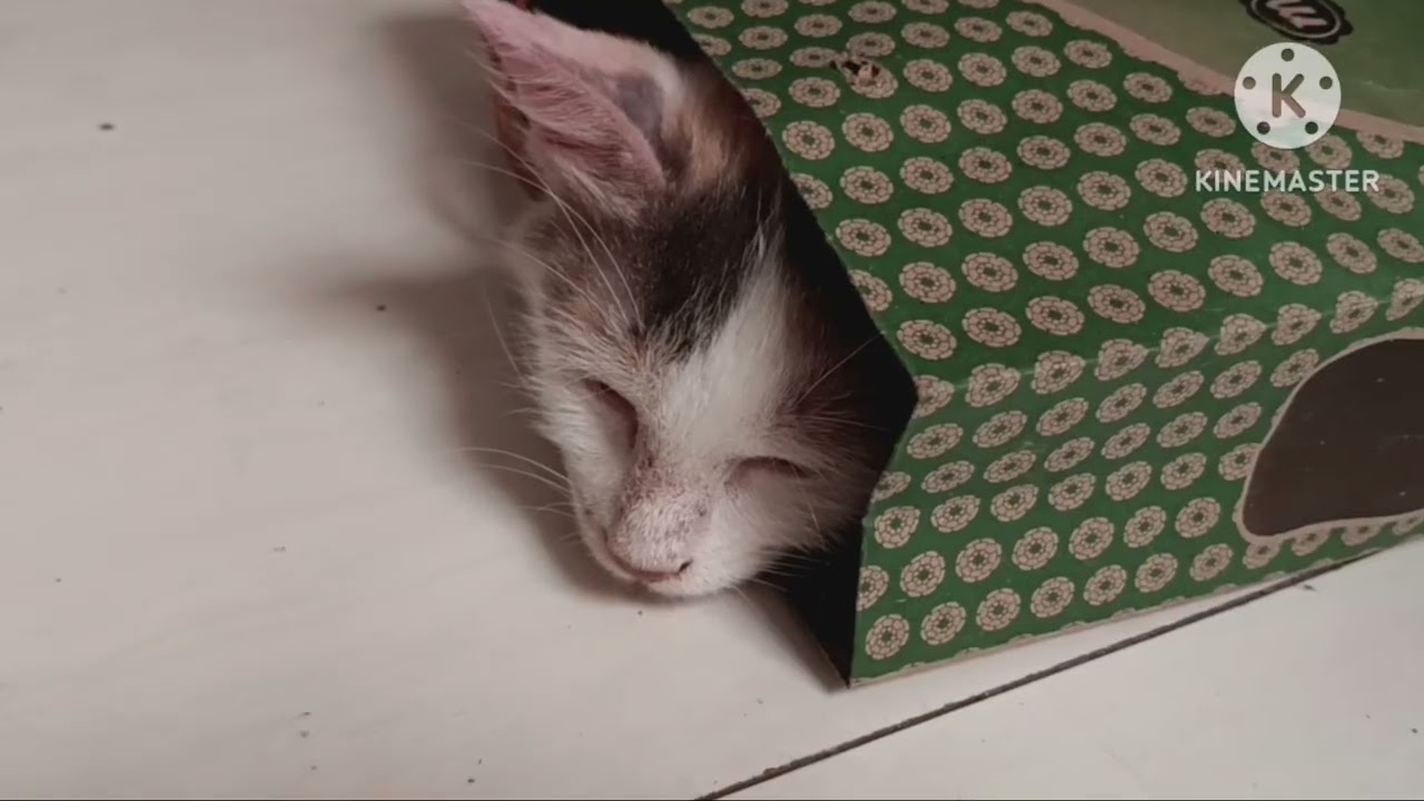 Ke-random-an kucing Milky. Part. 1Kucing Milky