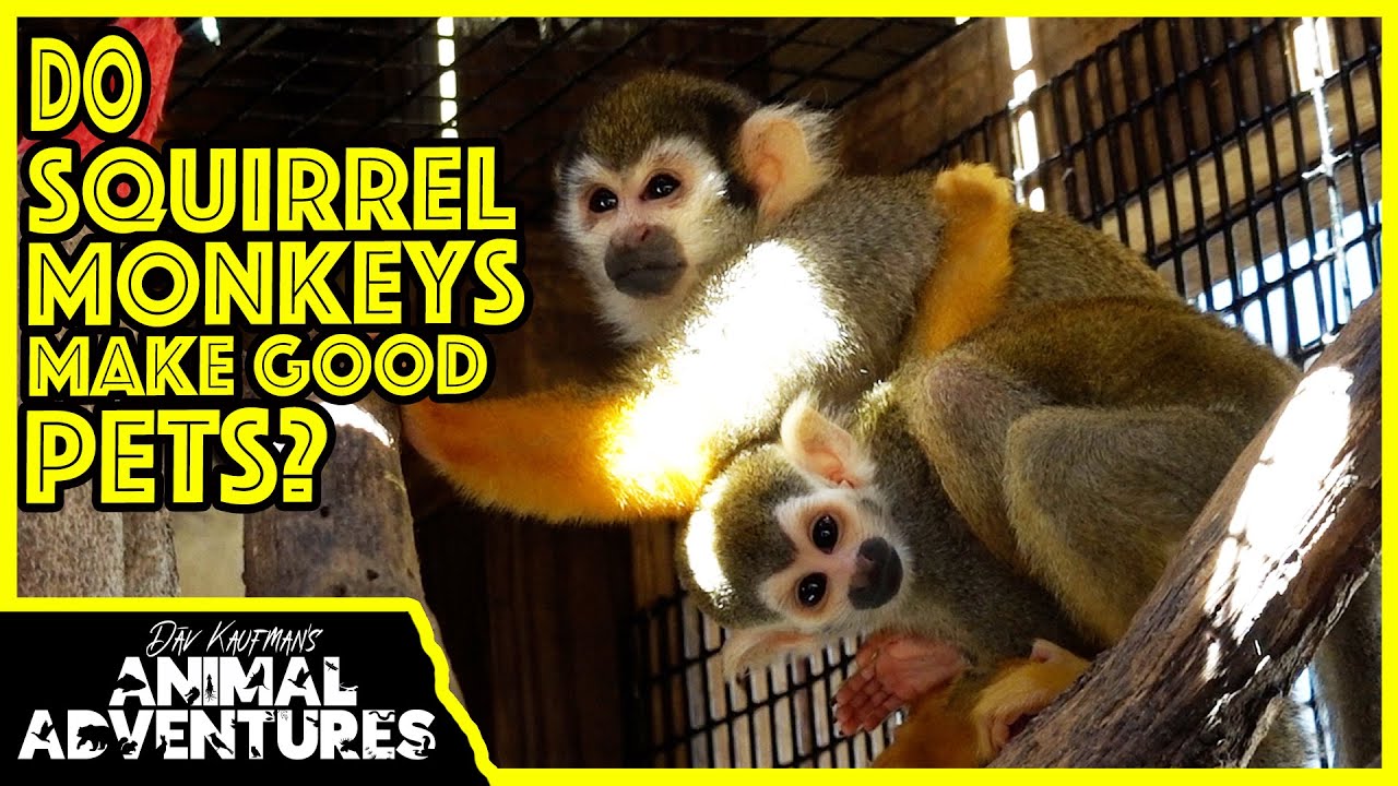 Do SQUIRREL MONKEYS make good PETS?