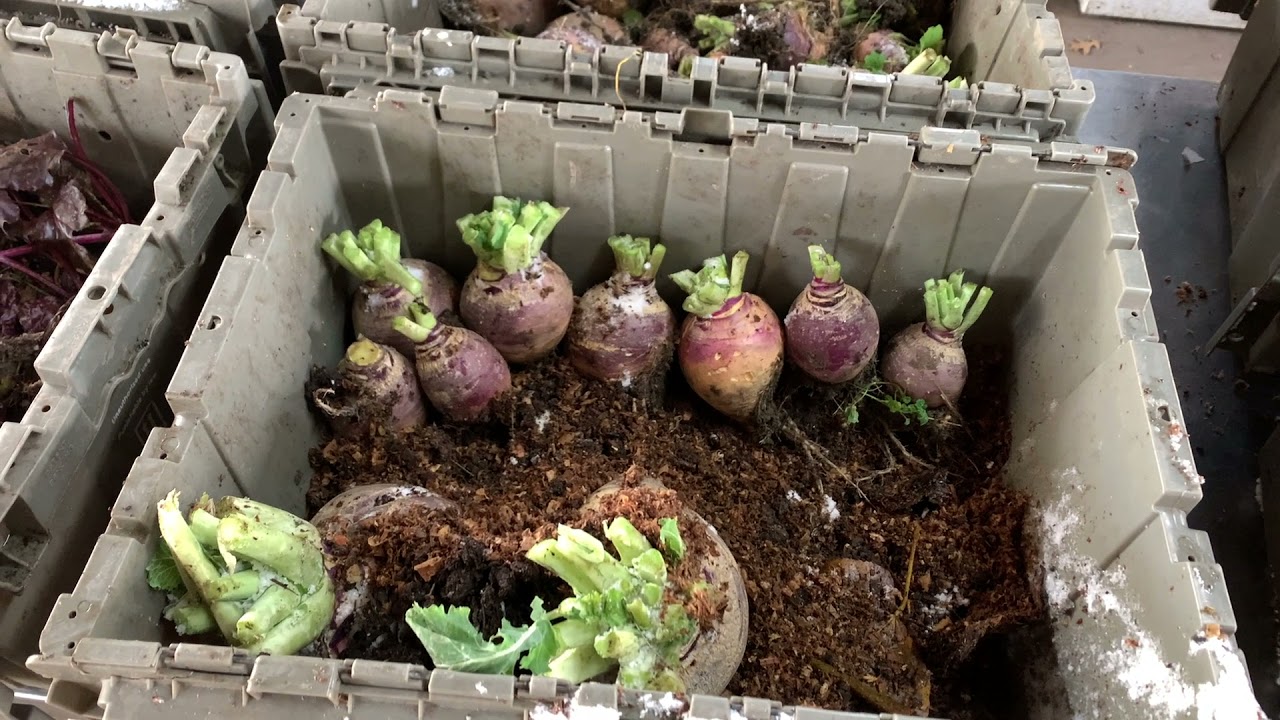 Big Root Harvest - Just in time!
