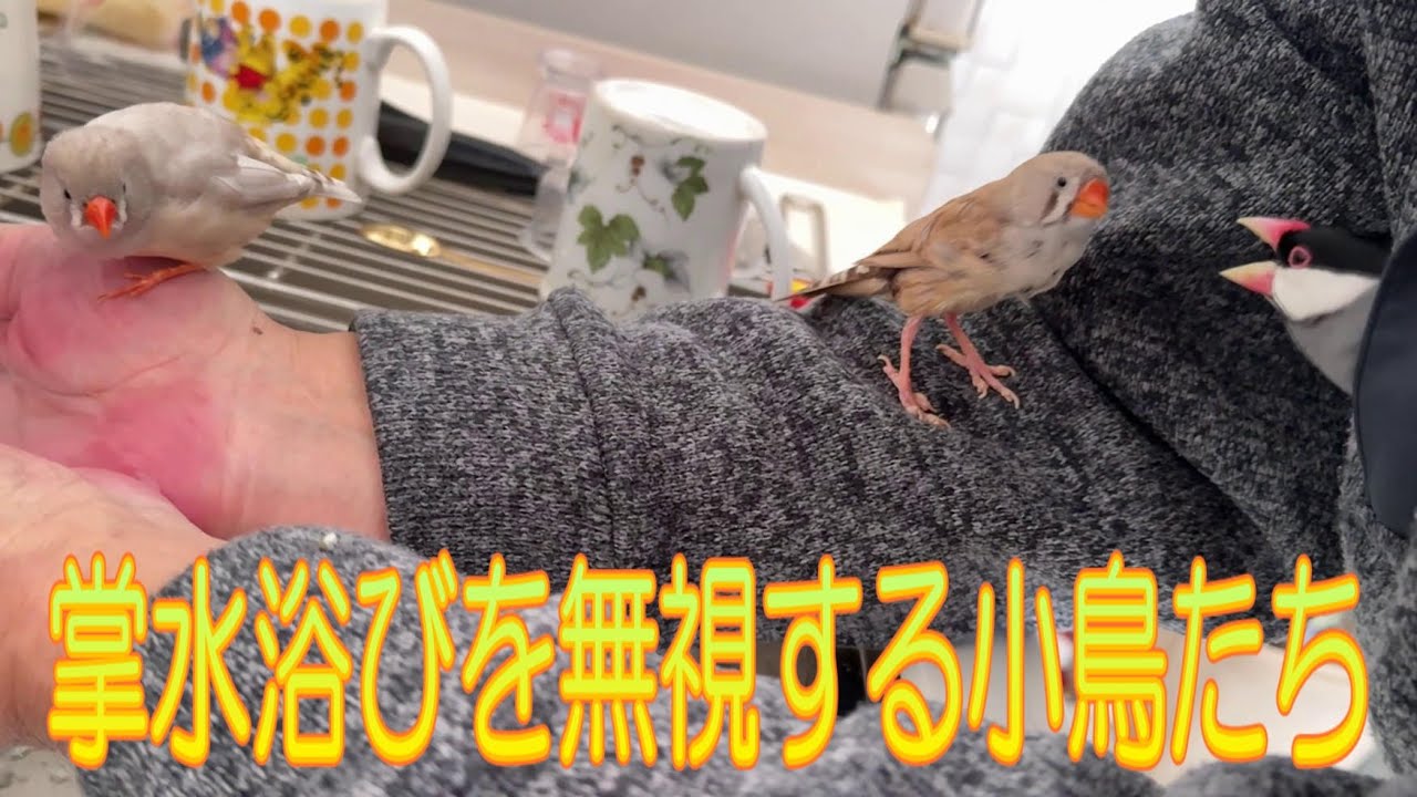 2026.1.2キンカチョウ姉妹が新年の掌水浴びに挑戦　チャレンジ Zebra finch sisters take on the New Year's my palm bathing