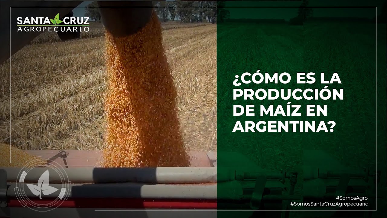 ¿CÓMO ES LA PRODUCCIÓN DE MAÍZ EN ARGENTINA? EL PRESIDENTE DE MAIZAR RESPONDE
