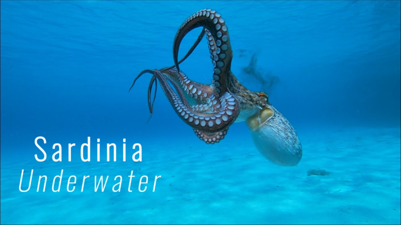 Sardinia Underwater - RoverFilms (Snorkeling Sardinia, Giant Octopus)