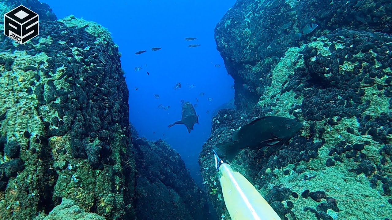 PESCASUB Cernia Polpi e pesci Pesca subacquea nel Sottocosta - Tecniche Pesca in Apnea Inverno 2024