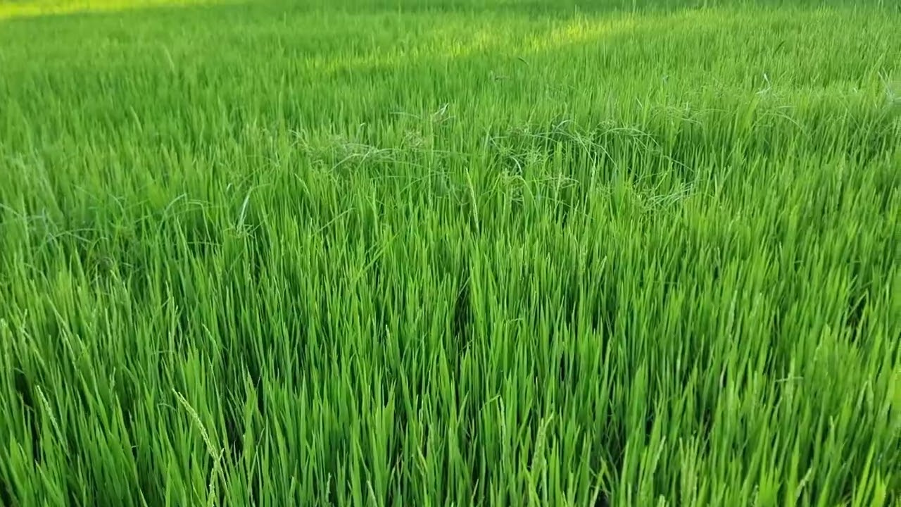 Cambodia ricefield