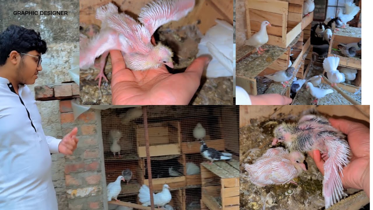 Pigeons setup k new babies|Breeding of pigeons on my pets Setup# birds #pets #vlog #pigeons #animals