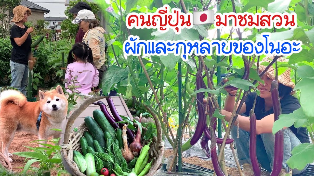เข้าสวนเก็บผักกับโนอะ มีคนญี่ปุ่นมาขอชมสวน ตื่นเต้นกับผักชนิดๆต่างๆ สนุกแค่ไหนไปดูกันค่ะ