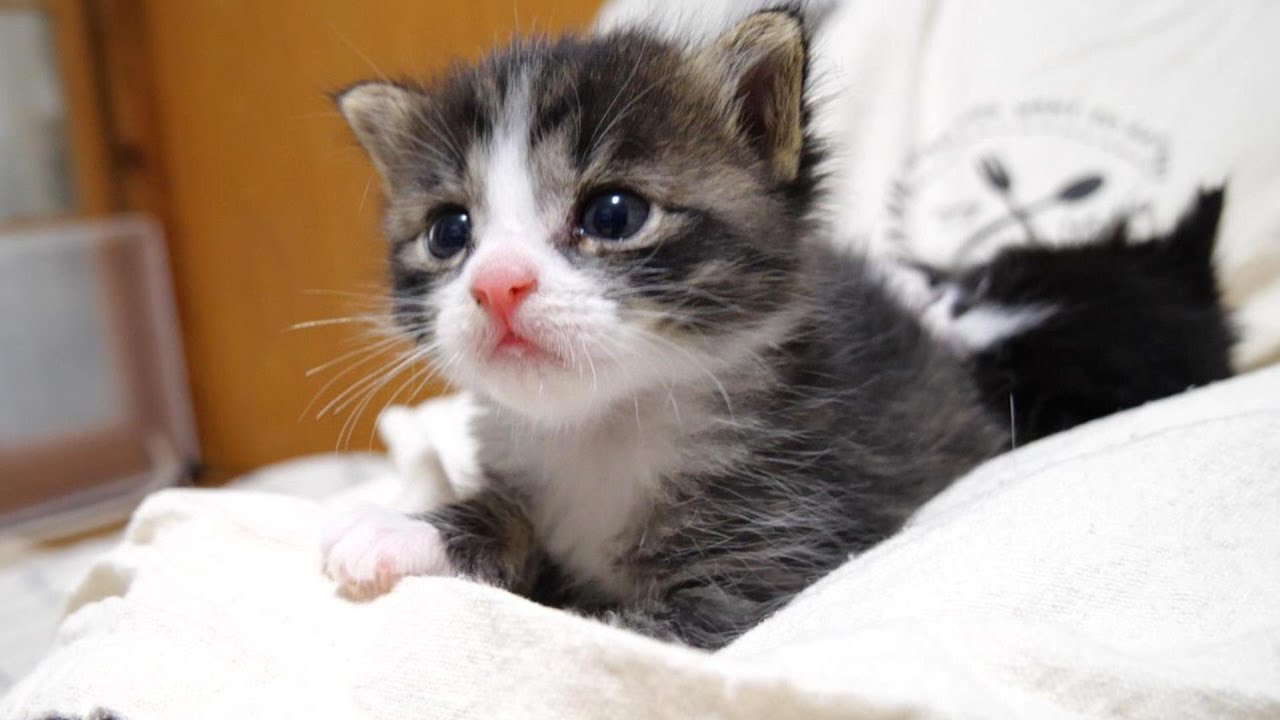 少し飲み足りない子猫がお代わりミルクの登場にテンションが最高潮になる？【赤ちゃん猫　保護猫】