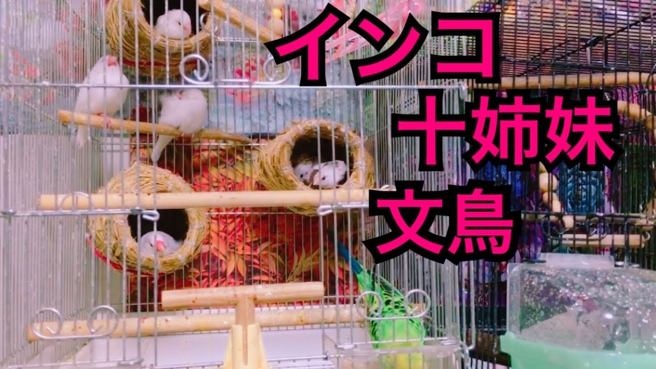 賑やか鳥家族の様子【文鳥】【十姉妹】【セキセイインコ】