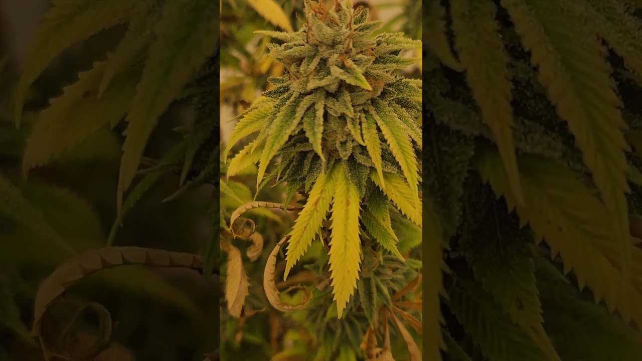 gastanker (mb15 x Sour dubb) bred by Harry palms grown #organically #canada #cannabis at day 60